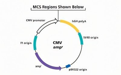 CMV promoter mammalian protein expression vector