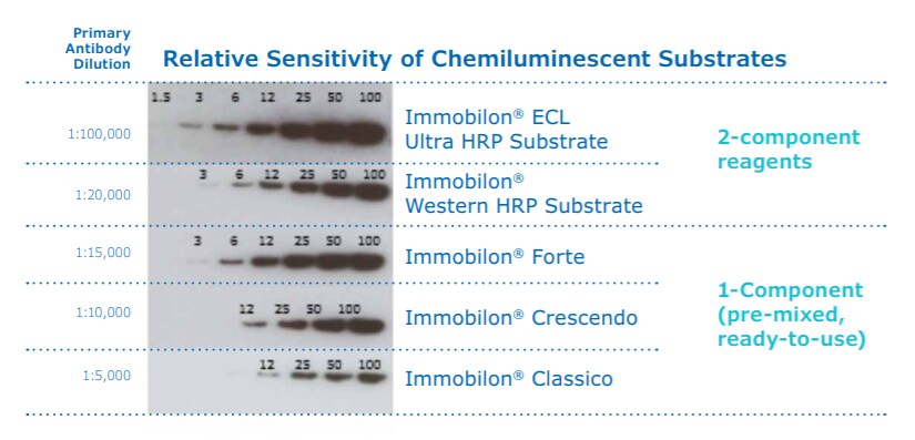 Immobilon® 用于蛋白质印迹中的化学发光底物的灵敏度
