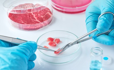 Close-up of hands wearing blue gloves using tweezers and scissors to analyze meat samples in a petri dish. 