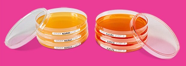 ICR and ICRplus Settle plates For environmental monitoring of microorganisms in cleanrooms and isolators Various petri dishes filled with agar, used for microbial sampling and air monitoring