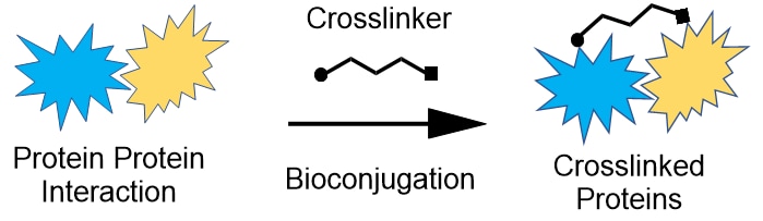 General bioconjugation diagram illustrating the formation of a bioconjugate