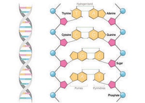 Diagram of DNA highlighting gene specificity components