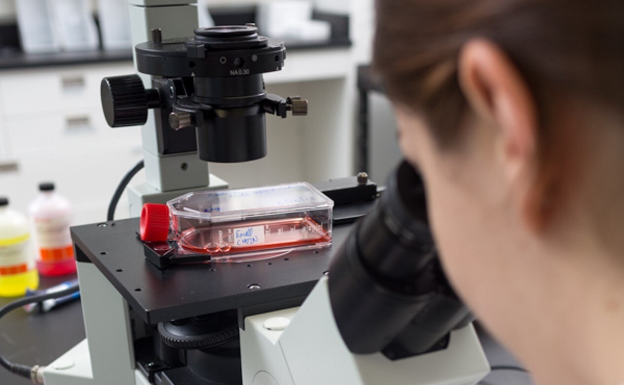 Bioprocessing Cell Line 一个人正通过新式黑色显微镜查看红帽透明容器中的样品。背景中的白色柜子和不同液体颜色的瓶子代表各种化学品或试剂。