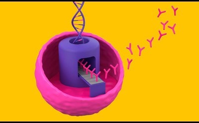 3D illustration of a pink cell with a purple nucleus, DNA helix above, and pink Y-shaped antibodies emerging, set against a yellow background.