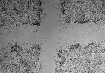用于细胞迁移的Cell Comb划痕测定的显微图像