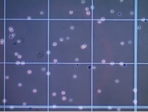 Cell Comb细胞迁移划痕测定显微镜图像