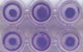 一张96孔板的特写图像，每孔含有HT-1080细胞，中心有明显较暗的圆形图案。孔被布置成两排，每排三个。