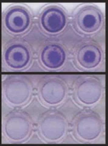 HT-1080细胞侵袭通过96孔细胞侵袭测定方案测定。侵袭的细胞可通过结晶紫染色与NIH3T3阴性对照一起被观察到。