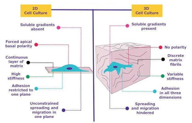 2D和3D培养细胞行为比较
