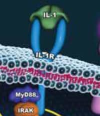 IL-1(interleukin-1) is one of many interleukin cytokines used in cell culture 