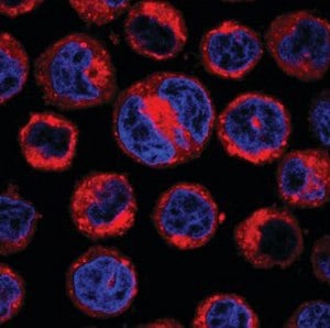 Live U937 cells stained with CellVue® Claret Far Red Fluorescent Dye and DAPI