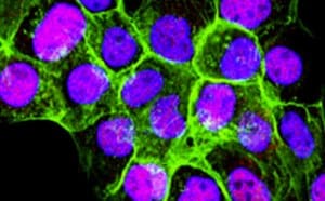 Microscopic image of fluorescently-stained mammalian cells