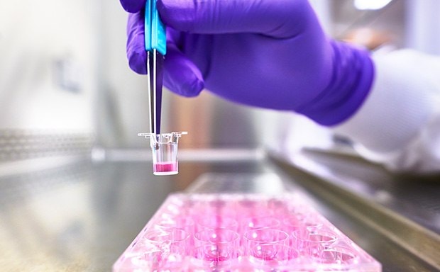 A laboratory setting where a researcher, wearing purple latex gloves for safety, is holding a Millicell<sup>®</sup> cell culture insert filled with a pink medium. This insert is being held above a multi-well plate, which also contains the same pink medium in its multiple wells. The focus of the image is on the cell culture insert and the multi-well plate, emphasizing their importance in cell culture applications. The background features a stainless steel surface, typical of lab environments for easy cleaning and sterilization.