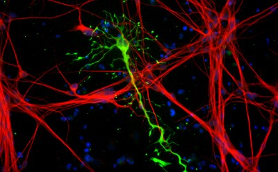 Lines of neurons cover the sides of the image, with a long line of an astrocyte in the middle. This line has a small circle on the top end indicating the cell body with smaller and thinner lines emanating from it.