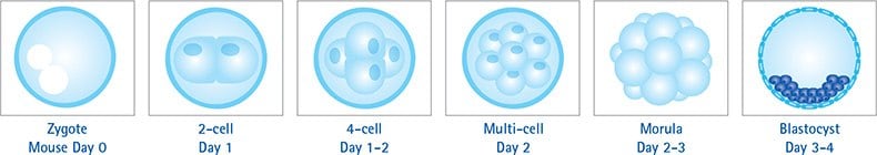 胚胎发育的6个阶段