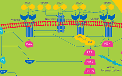 the colorful diagram represents cellular signaling pathways involving VEGF family interactions, intracellular signaling proteins, and the cell membrane. It showcases VEGF binding to receptors, Neuropilin assisting, and downstream pathways leading to Actin Polymerization.