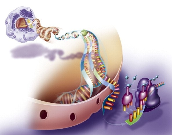 核糖体沿mRNA移动以将氨基酸掺入多肽的过程图示。
