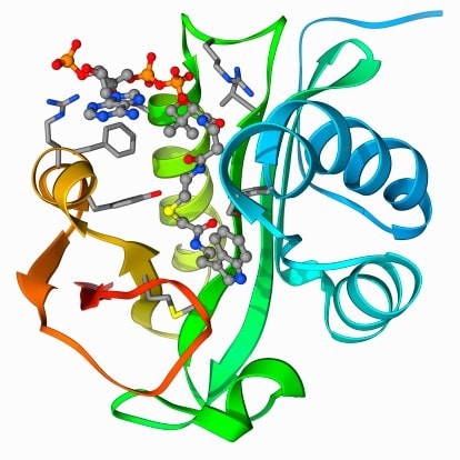 与辅酶A-S-乙酰基色胺复合的血清素N-乙酰基转移酶