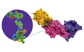 3D model of a co-crystal structure with the PROTAC in green binding to the target in yellow and the E3 ubiquitin in pink for targeted protein degradation.