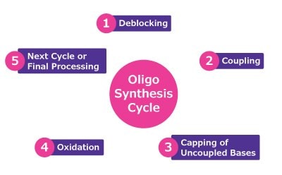 Oligo synthesis cycle A