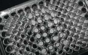 A detailed grayscale image of a cell culture plate with multiple wells, highlighting the precision and uniformity essential for cell culture experiments, part of a comprehensive collection of cell culture supplies.