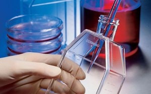 Photograph of gloved hand holding a cell culture flask, with other hand using a serological pipette to add something to the flask
