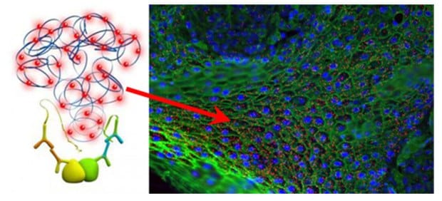 Duolink® Proximity Ligation Assay Duolink®邻位连接技术