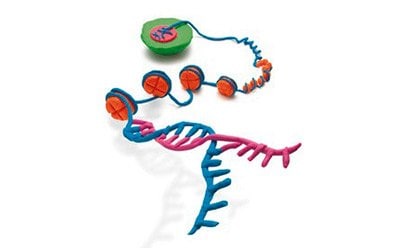 表观遗传的DNA甲基化、组蛋白修饰和RNA调控。