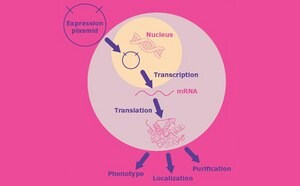 Tools for molecular cloning and protein expression
