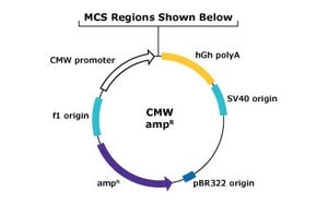 CMV Promoter Mammalian Expression Vector