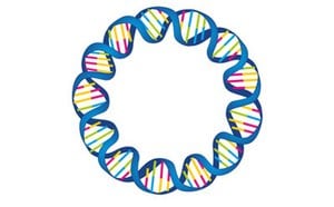 质粒DNA纯化