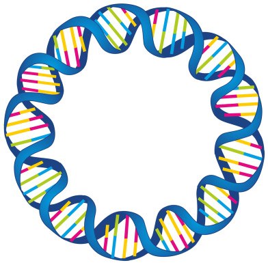 Plasmid purification 环形双链的质粒DNA,显示双螺旋结构,用不同颜色代表各碱基对。