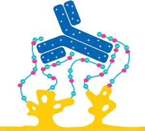 A graphic illustration that features two yellow protein molecules at the bottom, connected by a blue chain of beads representing a polymer, with a blue antibody molecule at the top. The design is simplified and colorful, set against a white background, highlighting the elements involved in the Eshmuno CPX process.