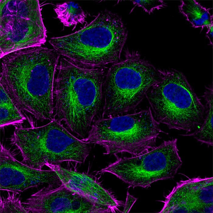 HeLa cells stained with Mouse-Anti-tubulin and CF488A Goat Anti-Mouse secondary antibody (microtubules, green). Actin filaments are stained with CF640R phalloidin (purple). Nuclei are counterstained with DAPI (blue).