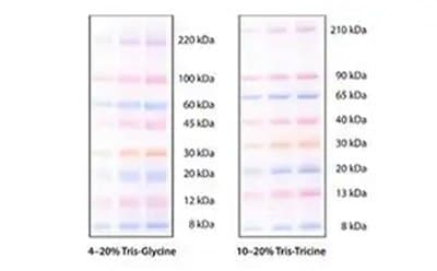 mPAGE color protein standards mPAGE™ color protein standards for SDS-PAGE and Western blotting applications