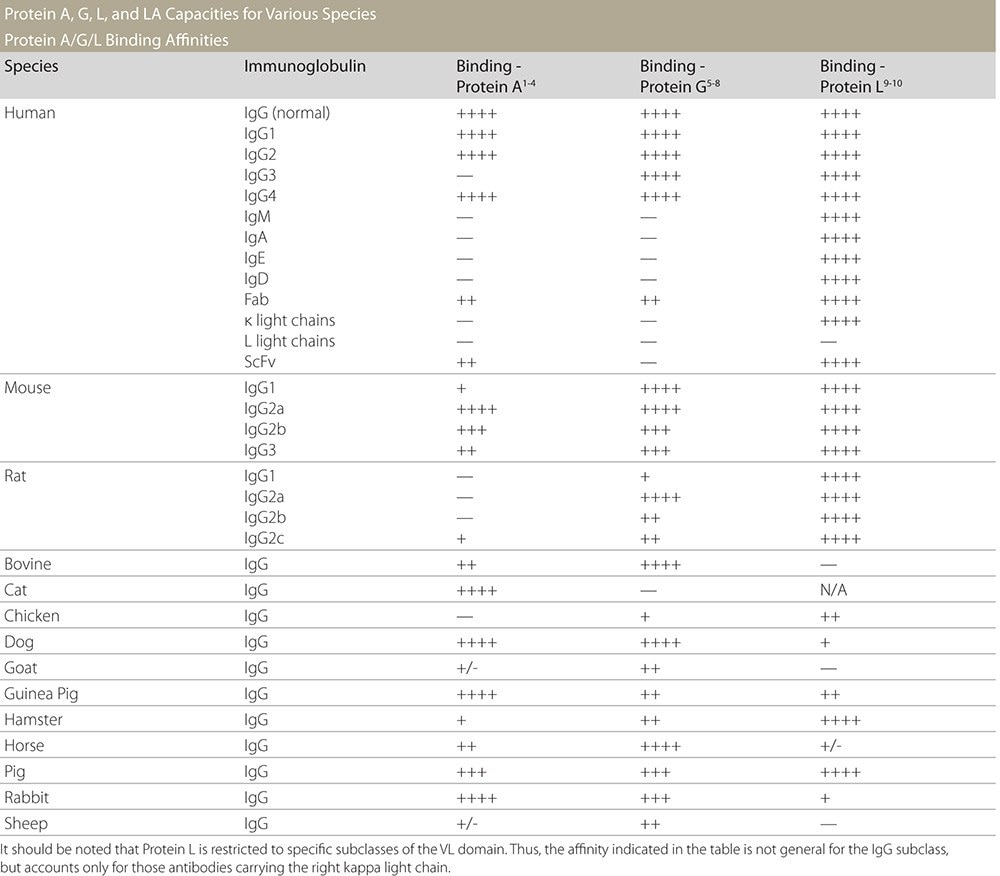 Table showing the binding affinities/capacities for various species for Protein A, Protein G, and Protein L.