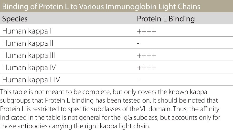 Protein L Binding to Various Immunoglobulin Light Chains Table showing the binding affinities/capacities for various kappa light chains for Protein L.