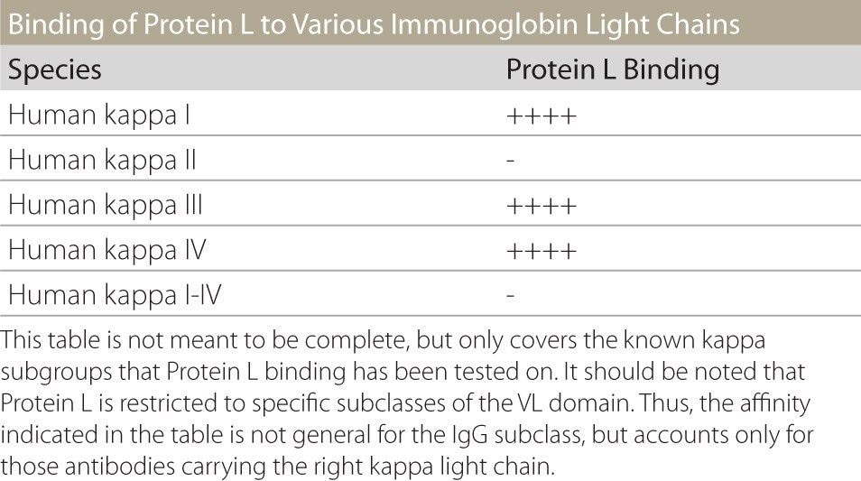 Table showing the binding affinities/capacities for various kappa light chains for Protein L.