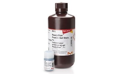 1L of ReadyBlue™ Protein Gel Stain in an opaque, brown plastic bottle. ReadyBlue™ Protein Gel Stain is a rapid and sensitive colloidal Coomassie stain for PAGE.