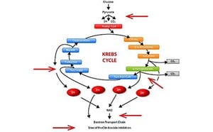 ProClin™ Krebs Cycle