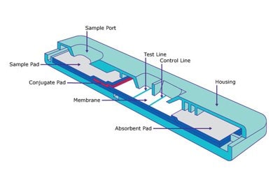 Cut away schematic drawing of a rapid lateral flow assay test strip