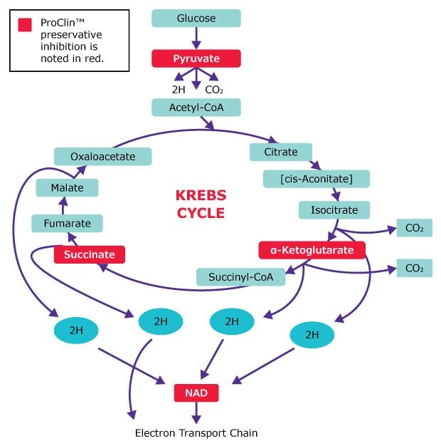 Proclin™ biocide preservative inhibits microbial Kreb cycle in several places