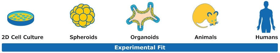 3D cell culture diagram A diagram illustrating different stages of cell culture and experimental fit. From left to right: 2D Cell Culture, Spheroids, Organoids, Animals, and Humans, each represented by corresponding icons.