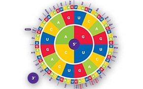 Amino acid codon wheel.