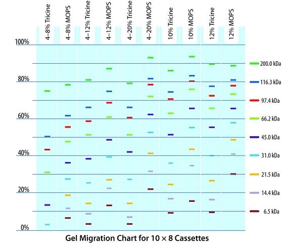 TruPAGE Precast Gels Migration Chart