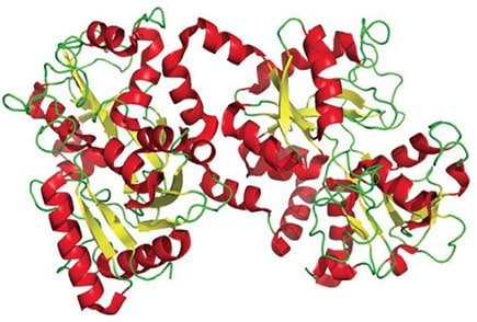 Lactoferrin, also known as lactotransferrin, is a glycoprotein widely represented in various secretory fluids including milk. Lactoferrin is part of the immune system and has antimicrobial activity.