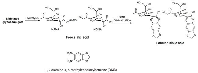 Derivatization of Sialic Acids