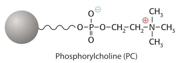 Phosphorylcholine (PC)