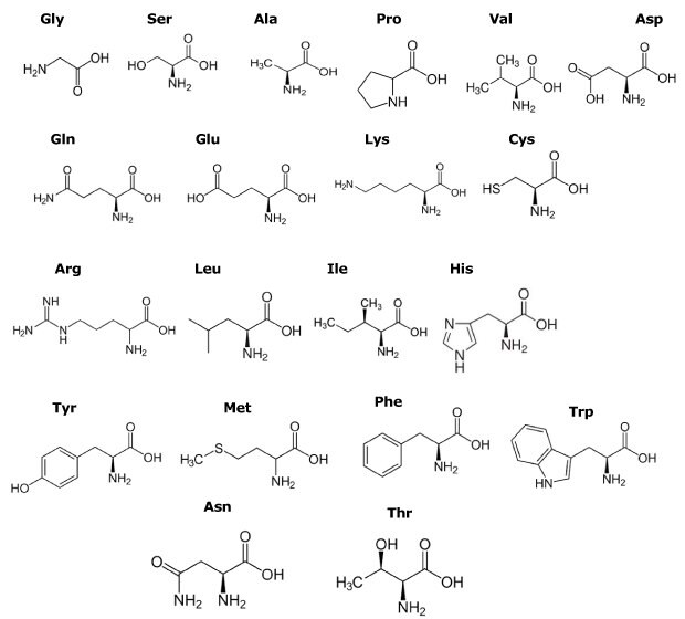 Structures and three letter codes of amino acids Chemical structures of 20 amino acids are presented in 5 rows, each with their three-letter codes. The first row displays Gly, Ser, Ala, Pro, Val, and Asp from left to right. The second row shows Gln, Glu, Lys, and Cys. The third row includes Arg, Leu, Ile, and His. The fourth row features Tyr, Met, Phe, and Trp. The fifth and final row has Asn on the left and Thr on the right.