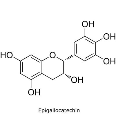 Structural diagram of epigallocatechin showing a trihydroxylated phenyl ring and the flavanol skeleton. 